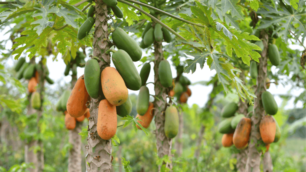 Estudio científico realizado con pulpa de papaya