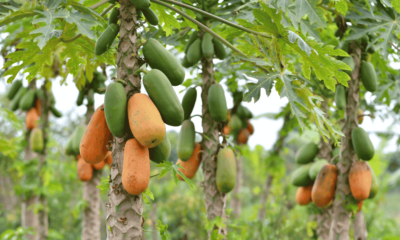 Estudio científico realizado con pulpa de papaya