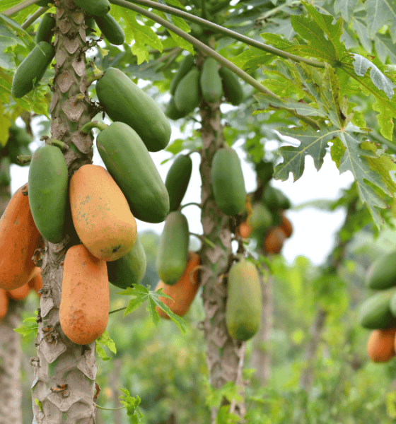 Estudio científico realizado con pulpa de papaya